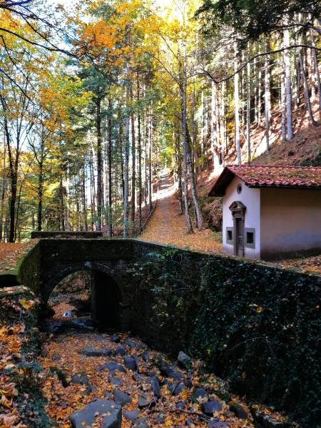 Foto Tra le fitte foglie e le etrusche ombre di Vallombrosa