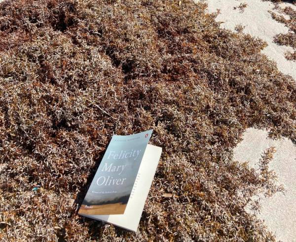 Foto: La poesia di Mary Oliver a Deerfield Beach in Florida (USA)