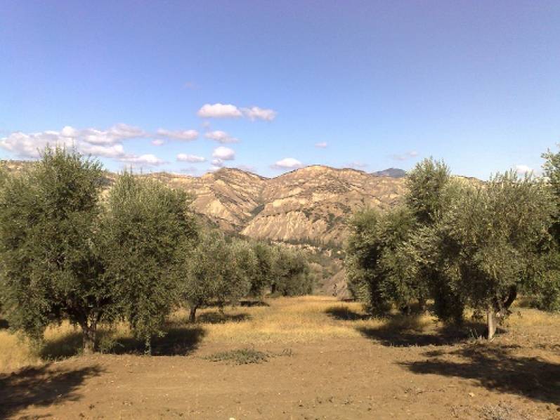 Foto Letteratura, paesaggi e cultura dell’olio d’oliva nel Parco Carlo Levi 4
