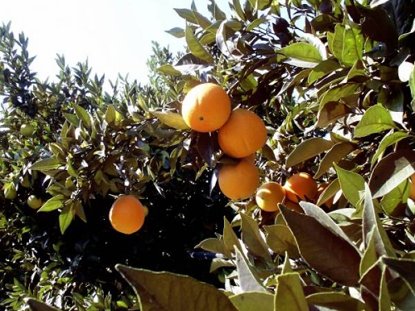 Foto L’Arancia Staccia di Tursi, una varietà di frutta antica 3